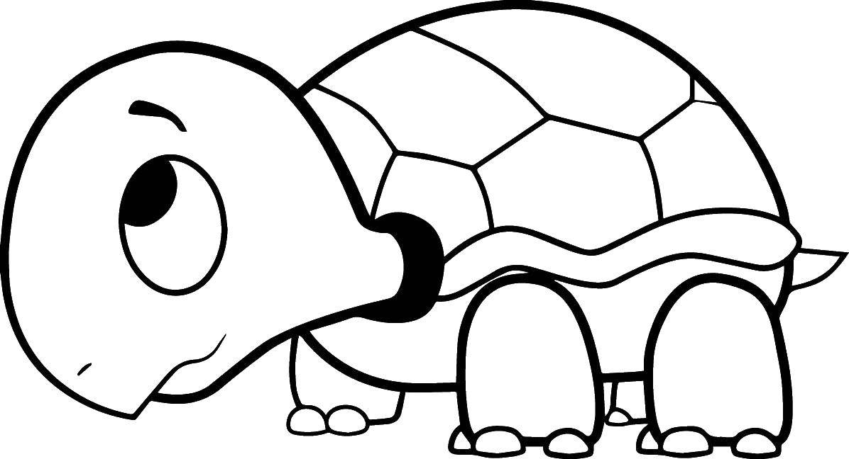 Раскраски Черепаха черепашка  Скромняга черепашка