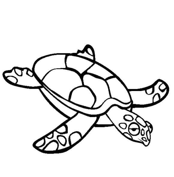 Раскраски Черепаха черепашка  Спокойная черепаха