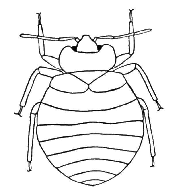 раскраски жуки жучки   Толстый жук