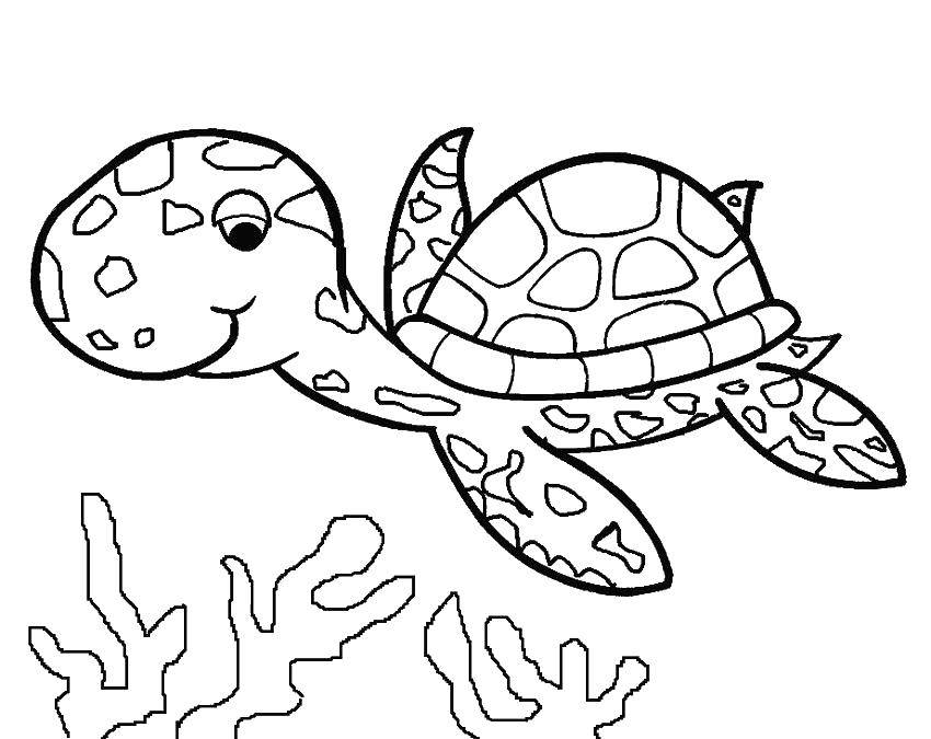 Раскраски Черепаха черепашка  Черепаха в пятнах