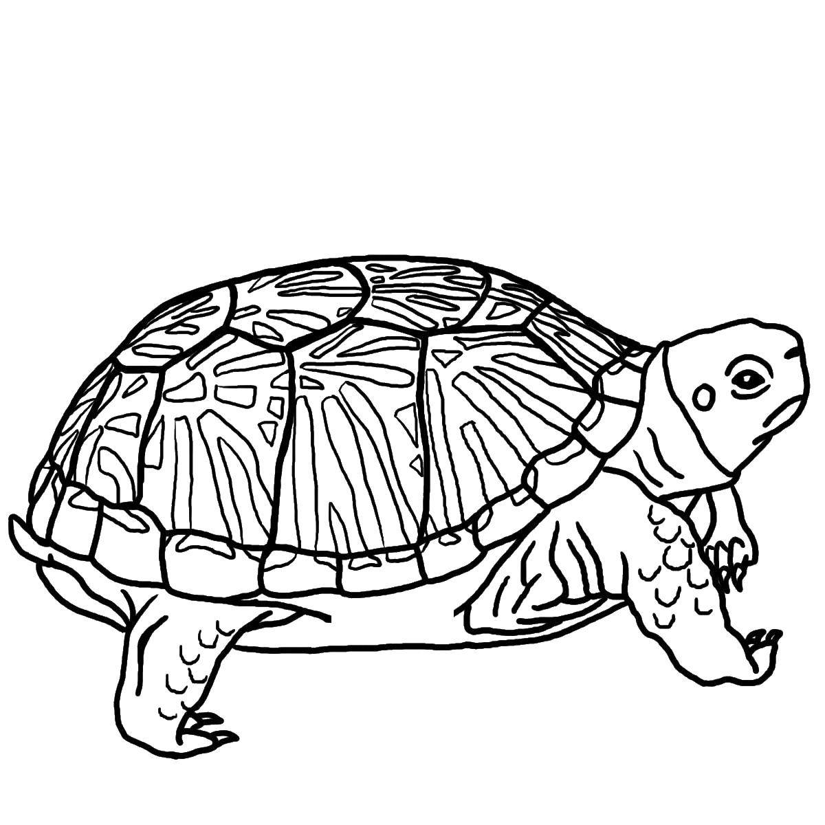 Раскраски Черепаха черепашка  Косолапая черепаха