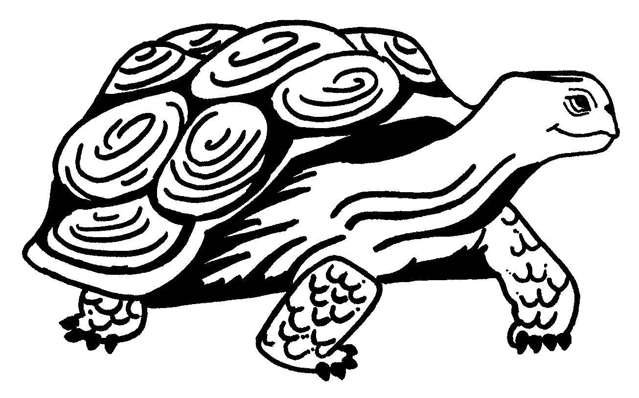 Раскраски Черепаха черепашка  Слоновая черепаха