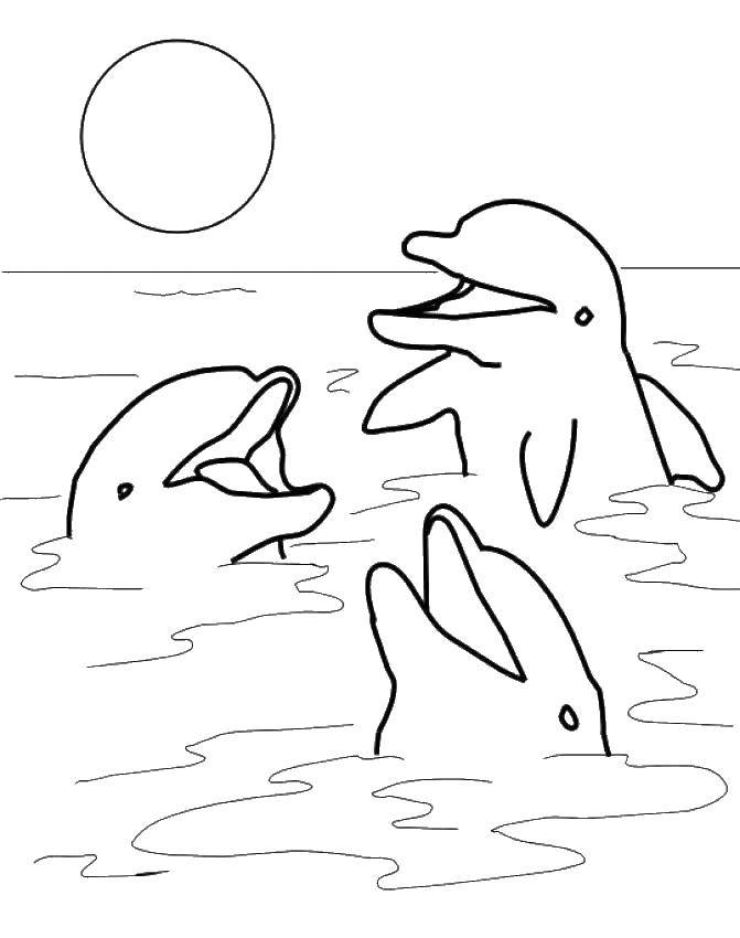 Раскраски дельфины дельфин   Дельфины выглядывают из воды
