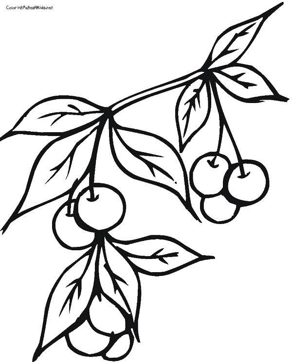 Раскраски ягоды малина вишня арбуз вишня крыжовник  Вишни на ветке