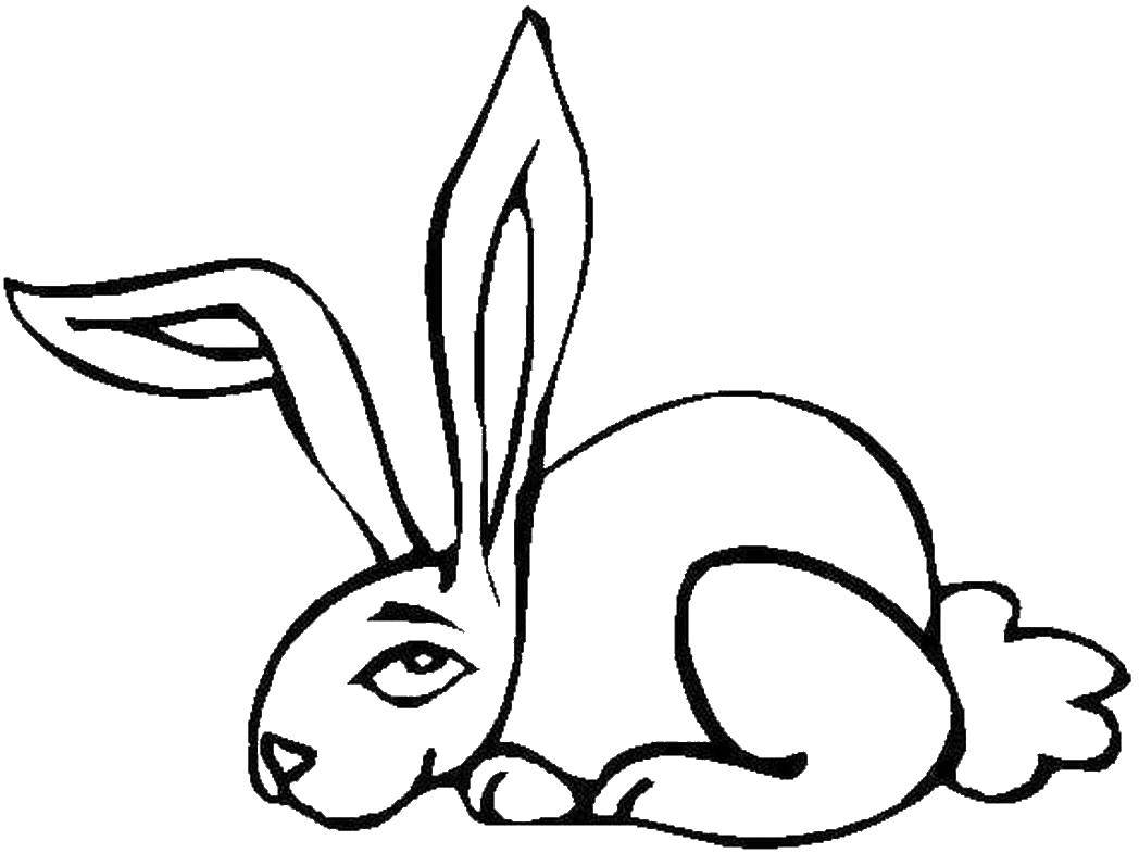  Кролик длинно ухий