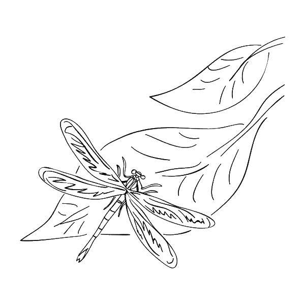 Раскраски стрекоза стрекозы  Стрекоза на листике