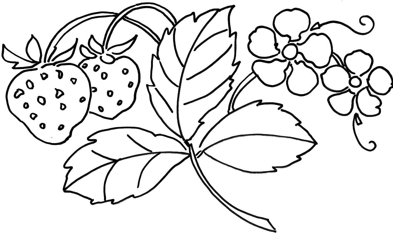 Раскраски ягоды малина вишня арбуз вишня крыжовник  Спелая клубника и её цветочки