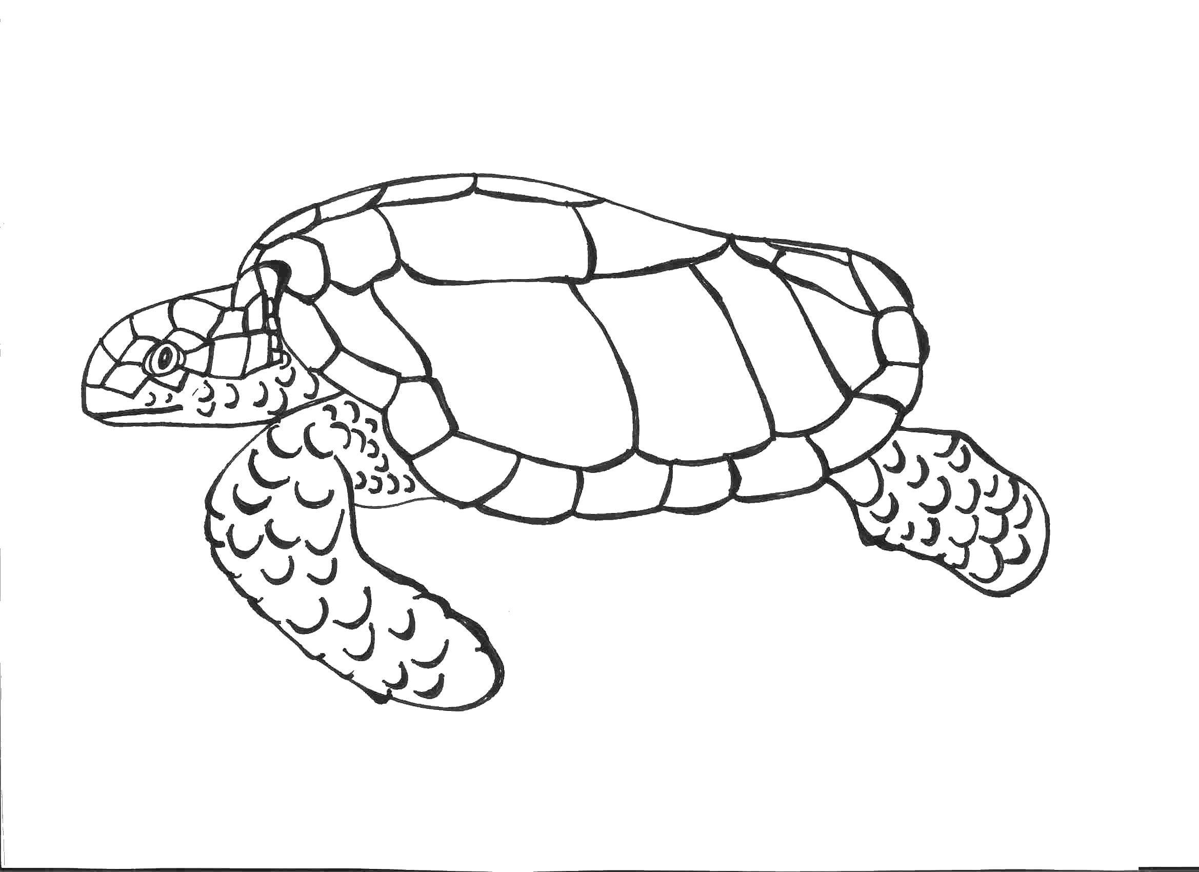 Раскраски Черепаха черепашка  Черепаха ползёт