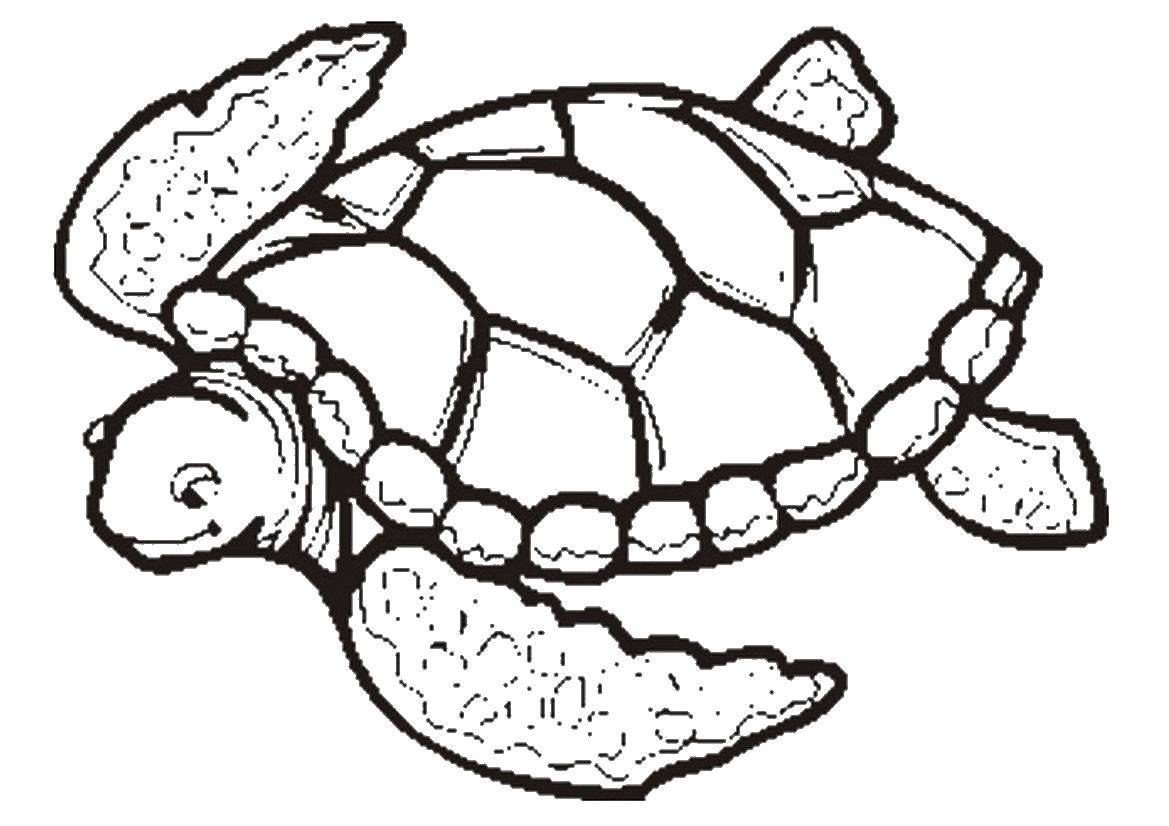 Раскраски Черепаха черепашка  Черепашка любит плавать