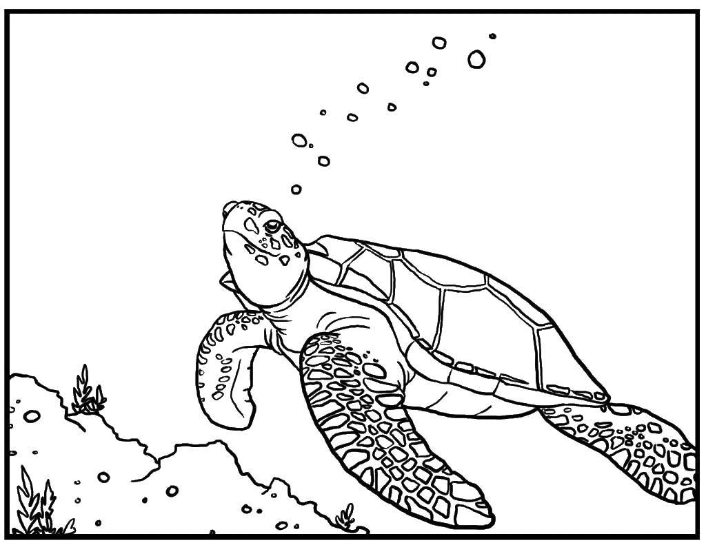 Раскраски Черепаха черепашка  Черепашка пускает пузырьки