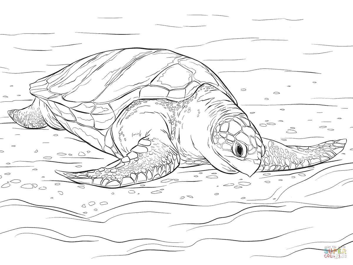 Раскраски Черепаха черепашка  Морская черепашка скользит по воде