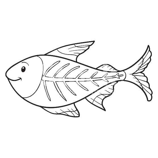 Раскраски рыба рыбы  Рыба с костями