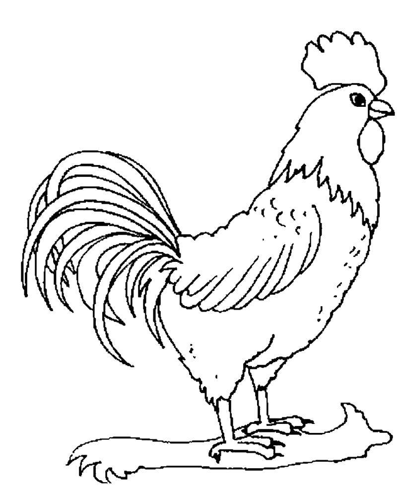 Раскраски птиц курица  петух яйцо цыпленок  Петух