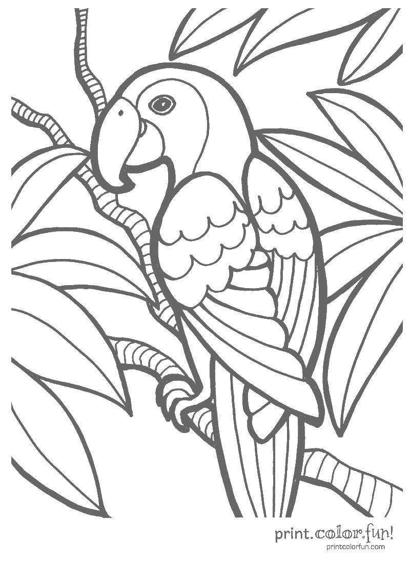 Раскраски попугай попугайчик самка попугай  Попугайчик среди листвы