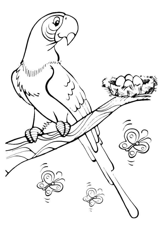 Раскраски попугай попугайчик самка попугай  Попугайчик у гнезда