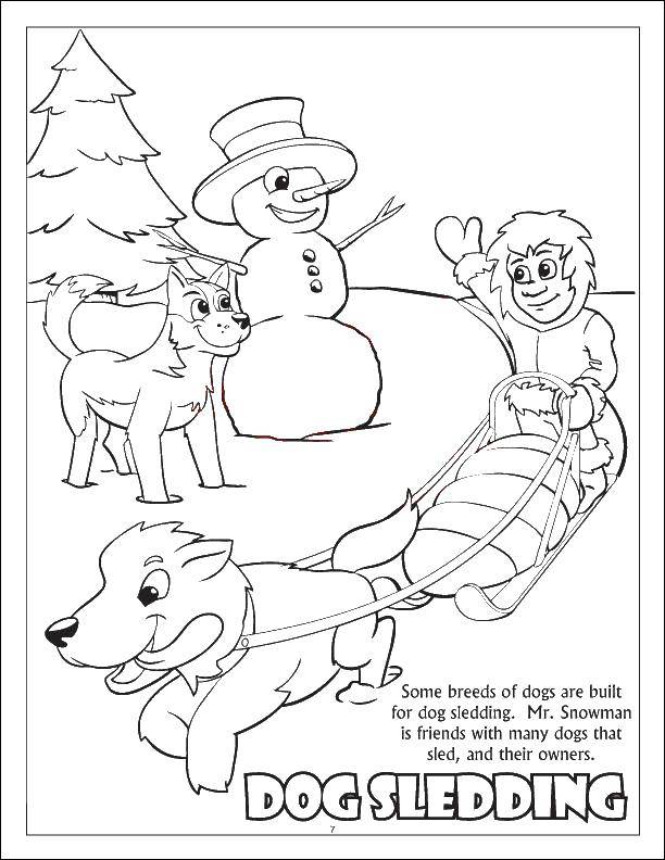 Раскраски для детей Зима, зимушка раскраски для школьников  Собака тащит сани