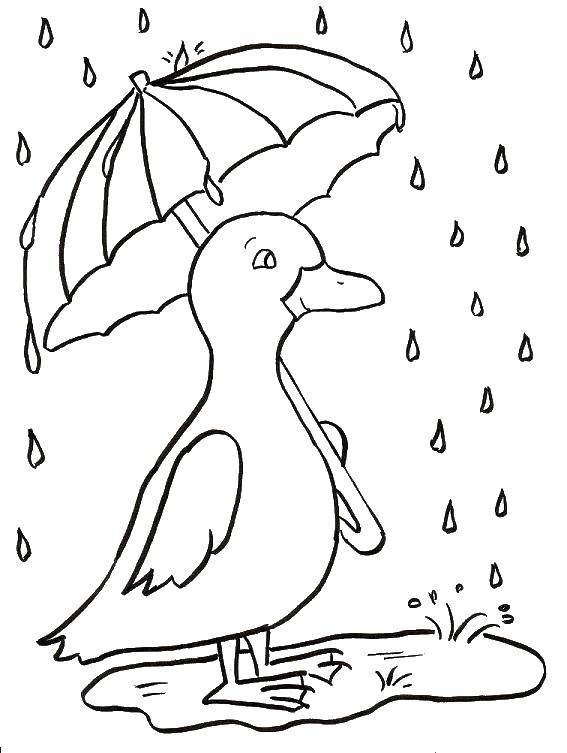 Раскраски природные явления дождь, раскраски дождик для школьников и подростков  Уточка с зонтиком