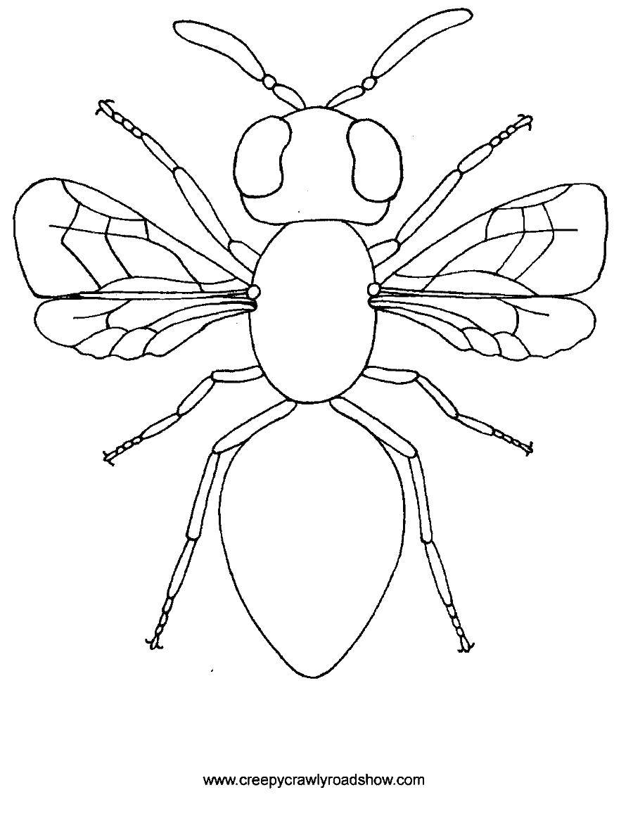 Раскраски муравей муравьи   Муравей с крыльями
