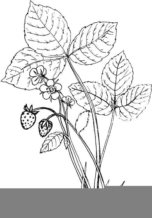 Раскраски ягоды малина вишня арбуз вишня крыжовник  Цветок земляники