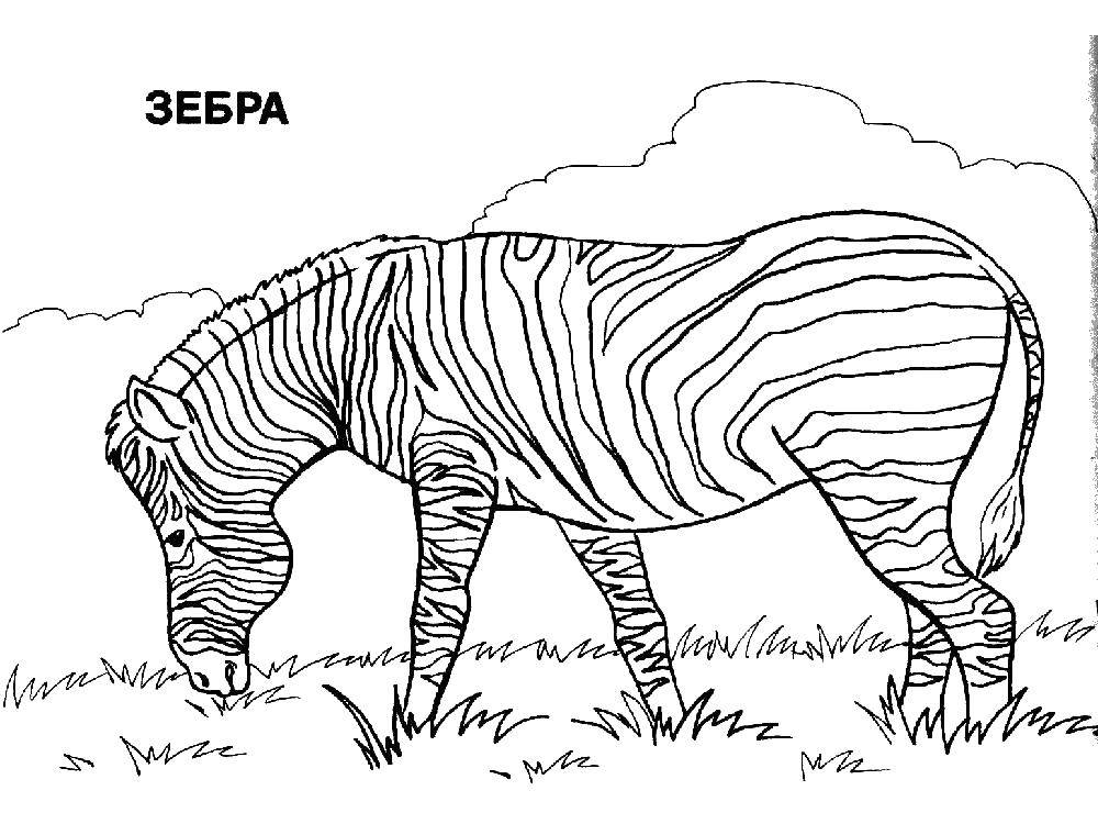 Раскраски для детей зебра зебры  Зебра любит траву