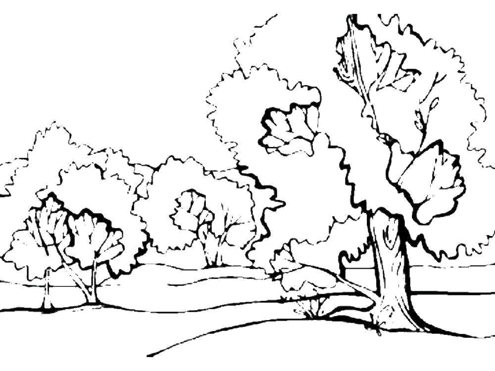  Лесная роща Дуб среди маленьких деревьев