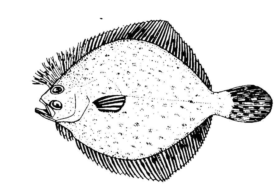  Камбала рыба