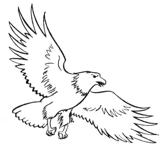 раскраски орел орлы  Орёл парит в воздухе