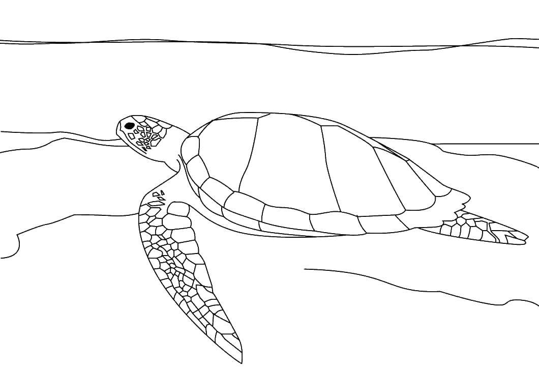 Раскраски Черепаха черепашка  Плавники морской черепахи