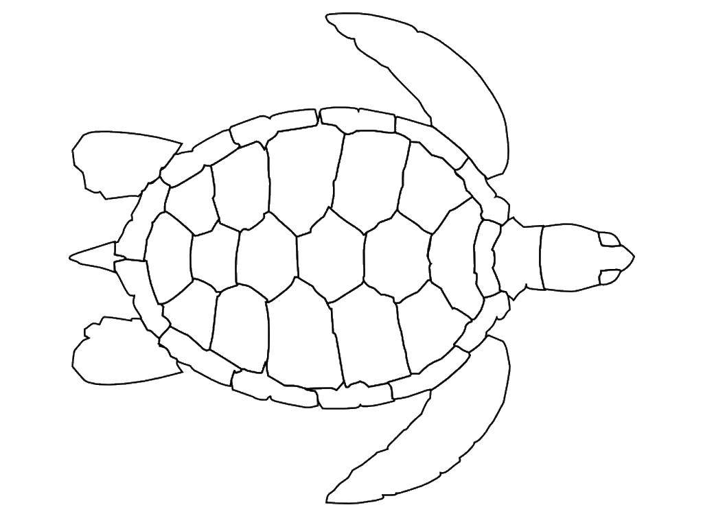 Раскраски Черепаха черепашка  Вид сверху на черепаху