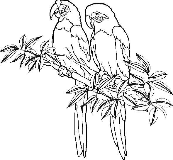 Раскраски попугай попугайчик самка попугай  Попугайчики сидят на ветке