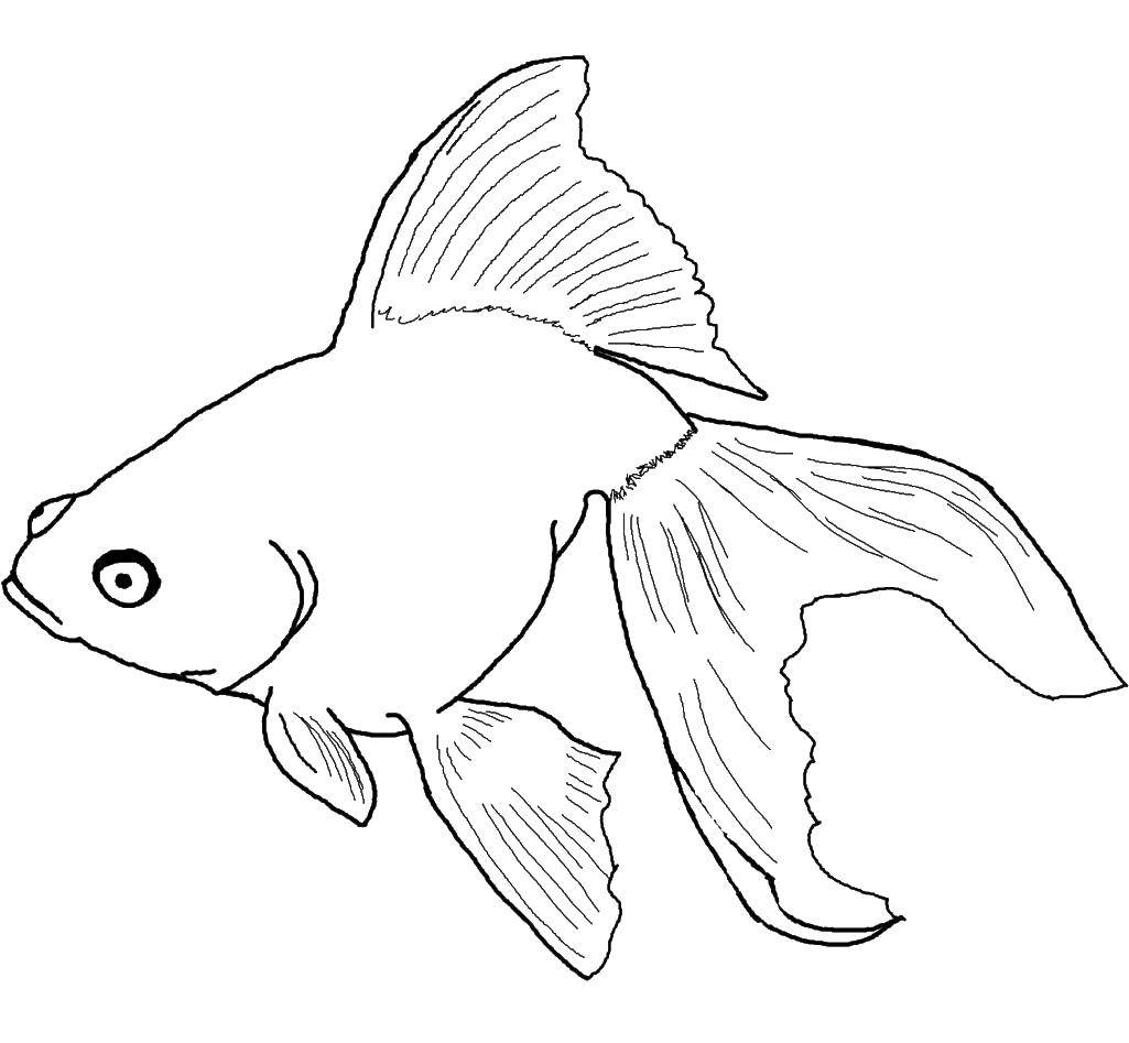  Золотая рыба