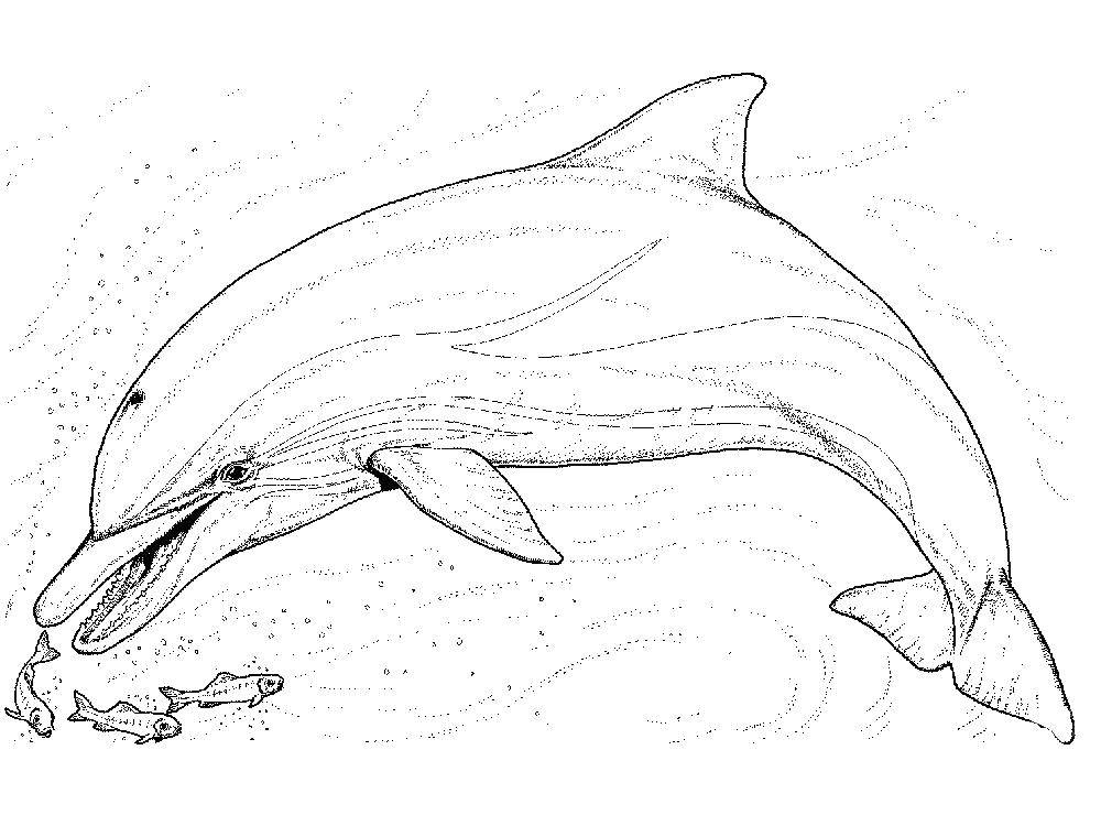 Раскраски дельфины дельфин   Дельфин и рыбки