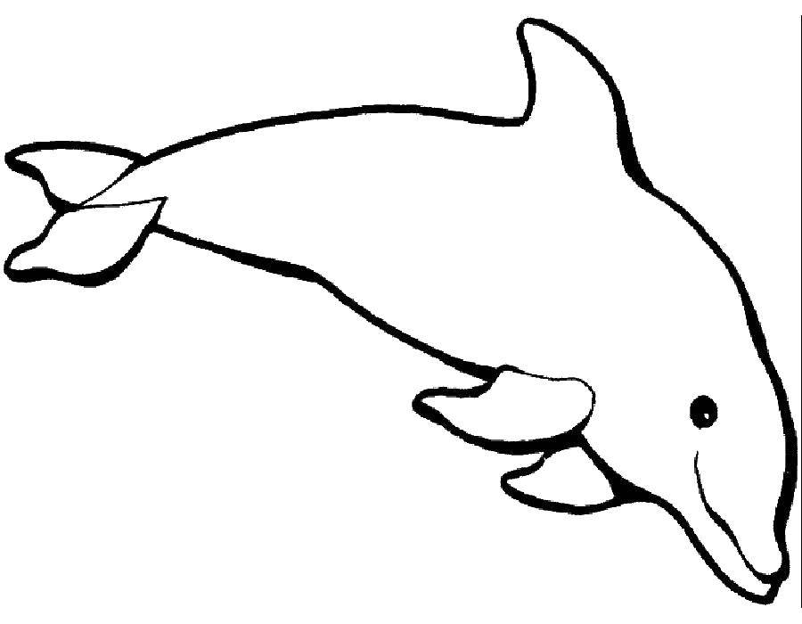 Раскраски дельфины дельфин   Дельфин любит плавать