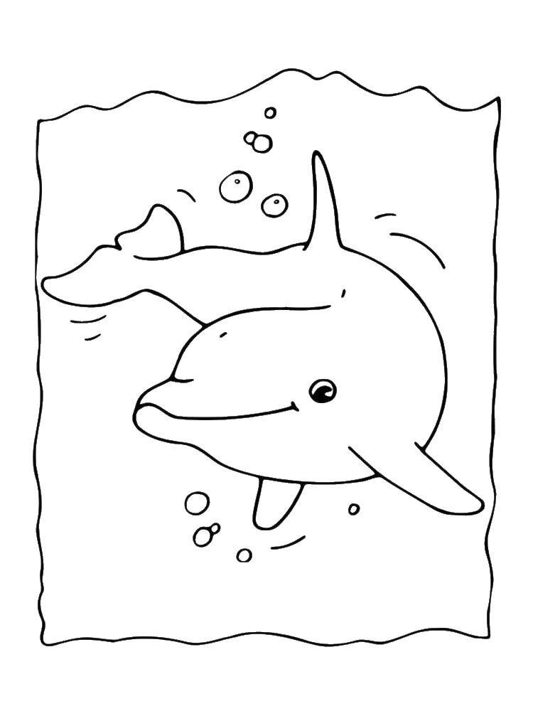 Раскраски дельфины дельфин   Дельфин плавает