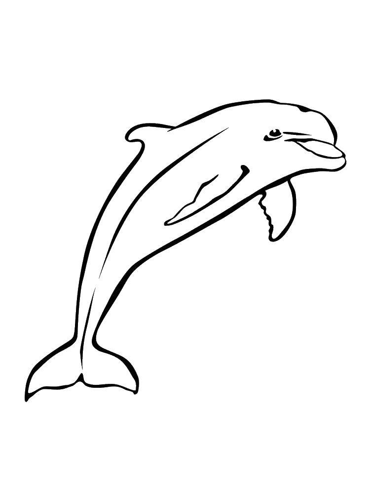 Раскраски дельфины дельфин   Дельфин прыгает