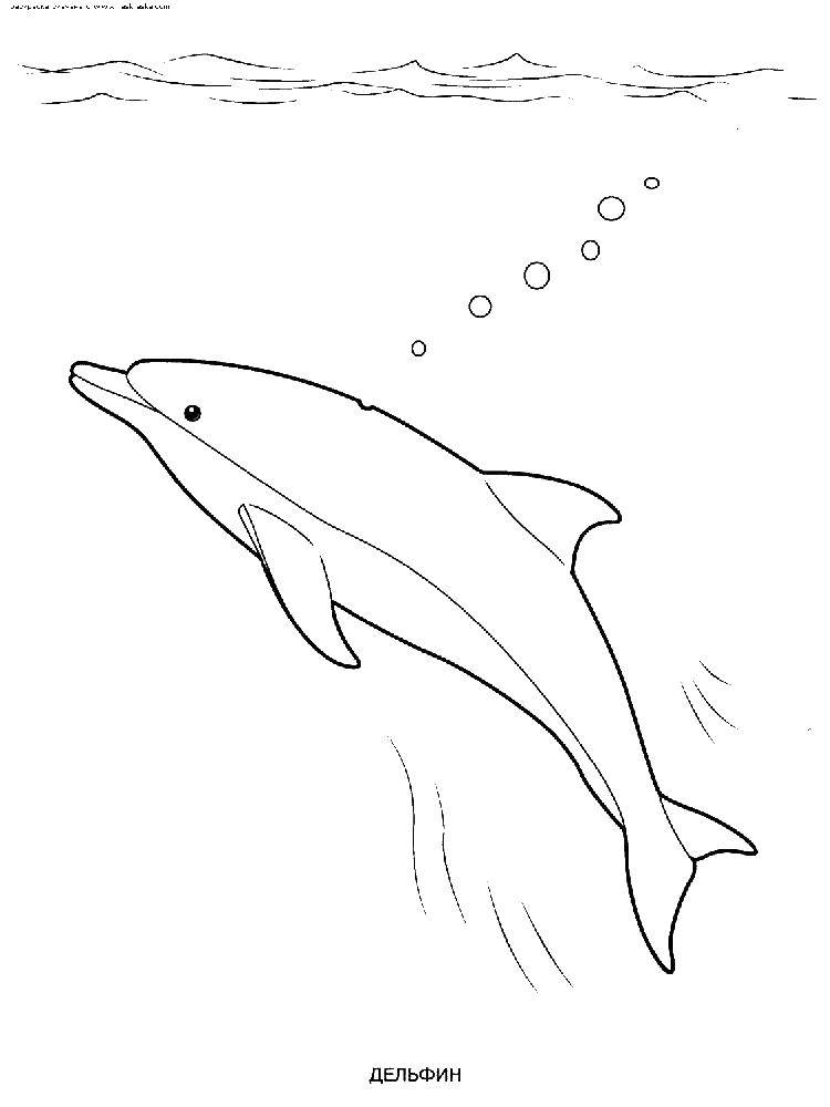 Раскраски дельфины дельфин   Дельфин