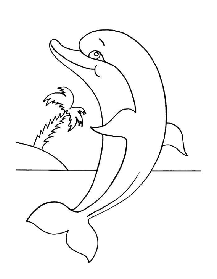Раскраски дельфины дельфин   Дельфинчик у острова