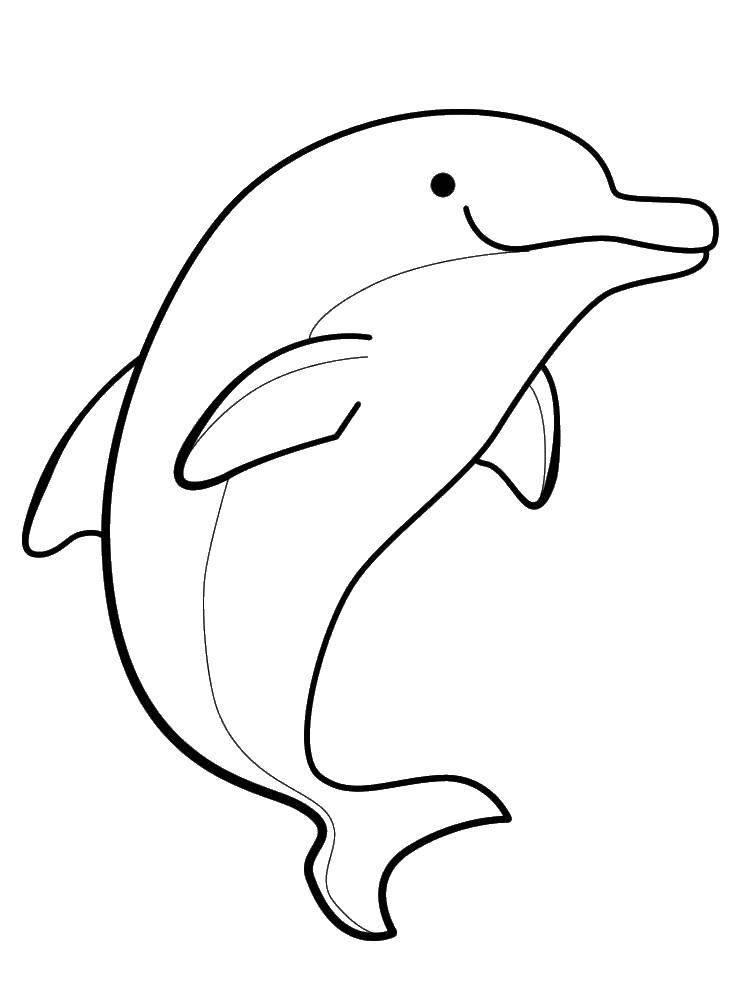 Раскраски дельфины дельфин   Красивый дельфин