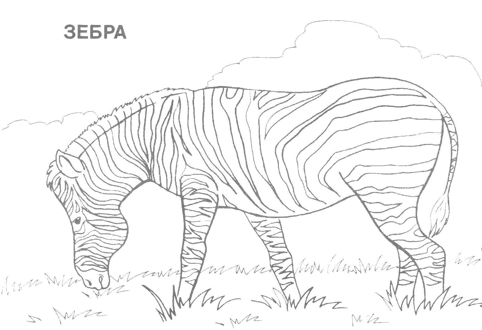 Раскраски для детей зебра зебры  Зебра