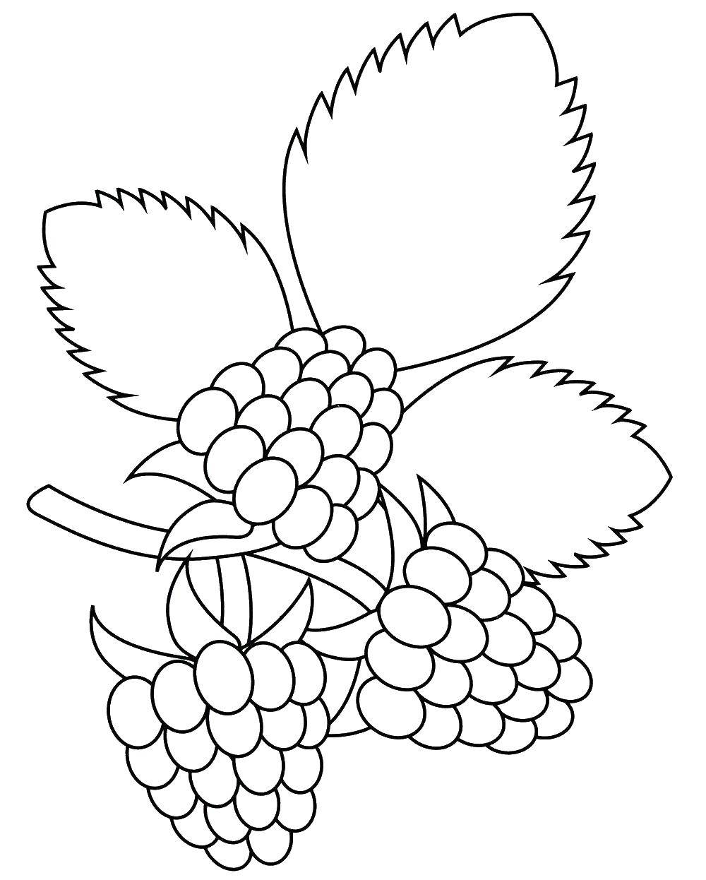 Раскраски ягоды малина вишня арбуз вишня крыжовник  Много ежевики