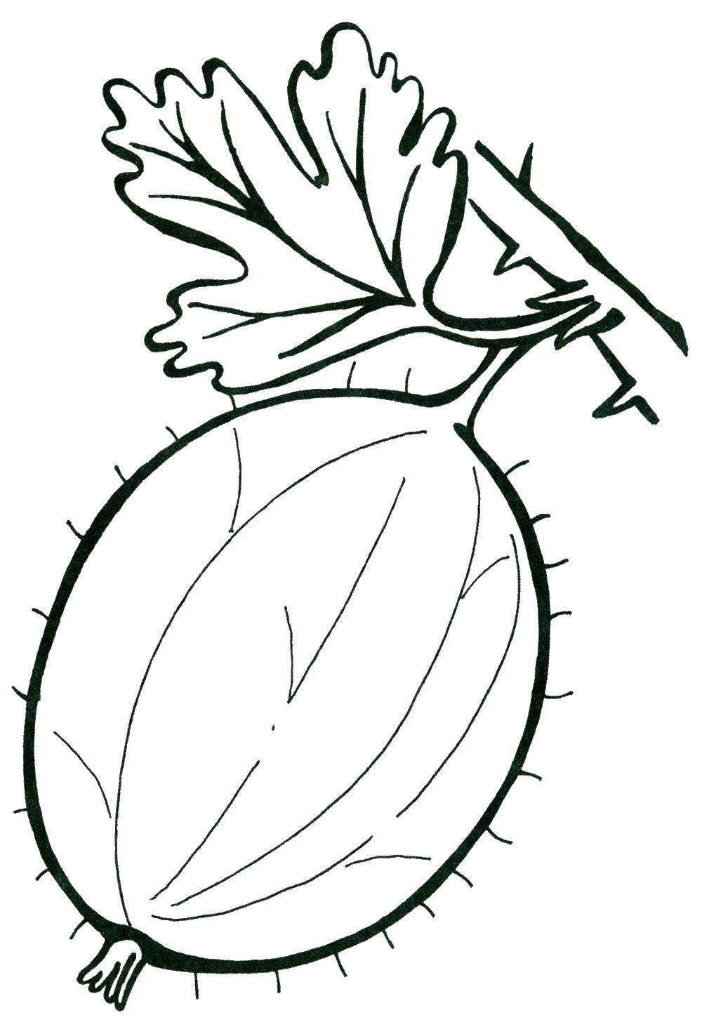 Раскраски ягоды малина вишня арбуз вишня крыжовник  Мохнатый крыжовник