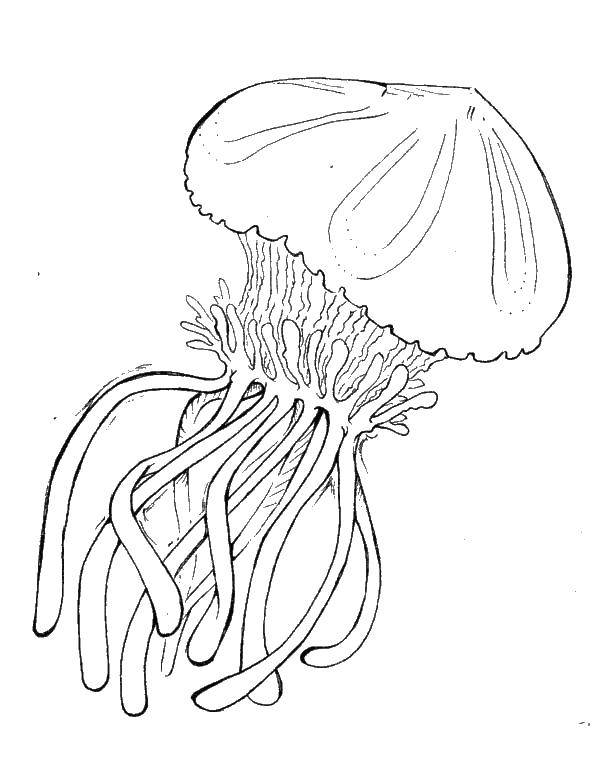 Раскраски медуза медузы  Большая медуза