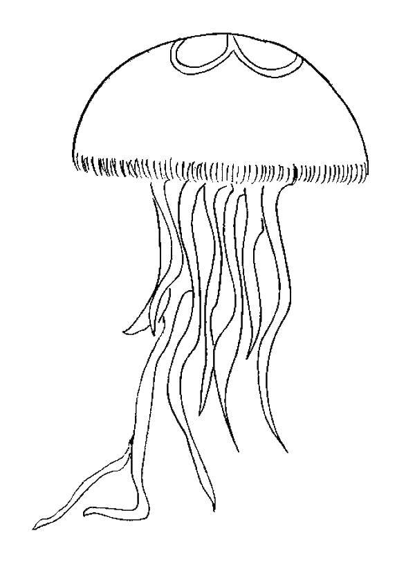 Раскраски медуза медузы  Медуза с множеством щупалец