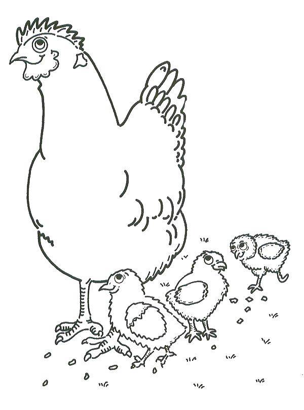Раскраски птиц курица  петух яйцо цыпленок  Цыплята и курица