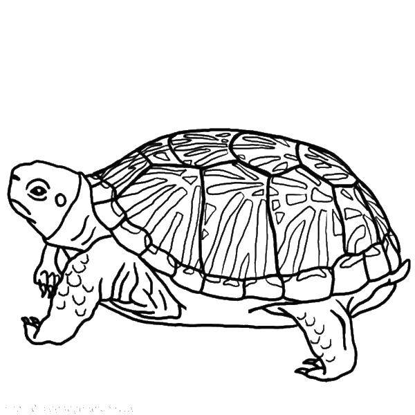 Раскраски Черепаха черепашка  Черепаха в панцире