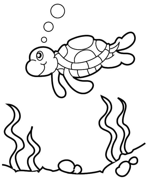 Раскраски Черепаха черепашка  Морская черепаха в воде