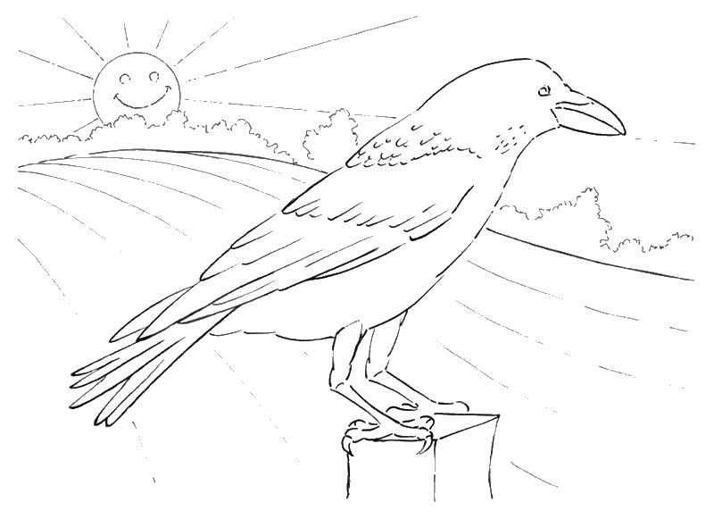 раскраски ворон вороны ворона  Ворона на заборе встречает рассвет
