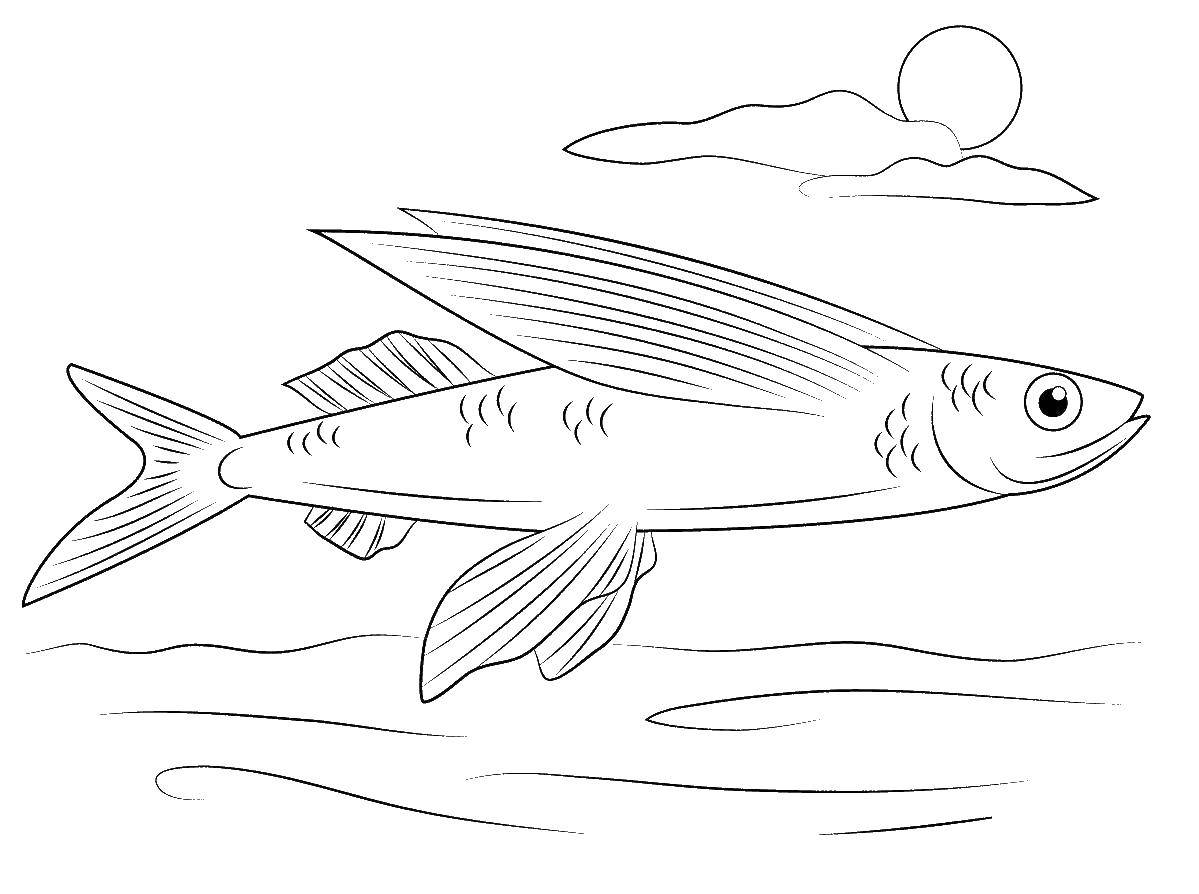 Раскраски рыба рыбы  Летучая рыба