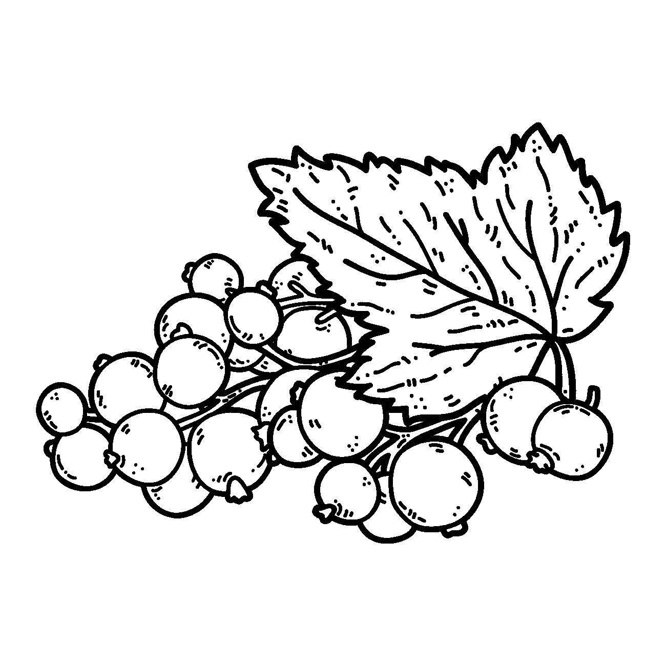 Раскраски ягоды малина вишня арбуз вишня крыжовник  Рисунок смородина