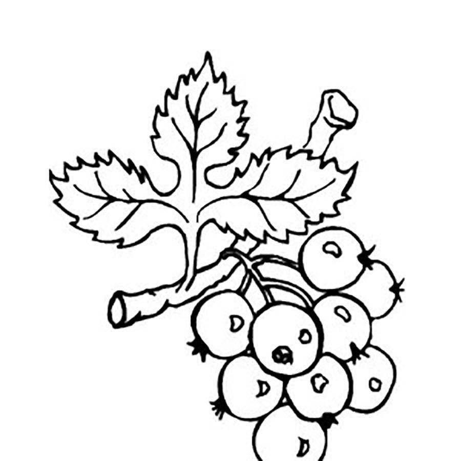 Раскраски ягоды малина вишня арбуз вишня крыжовник  Рисунок боярышник